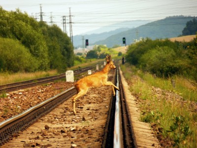 Zobrazi� cel� fotku