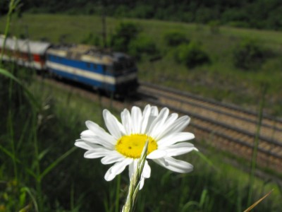 Zobrazi� cel� fotku
