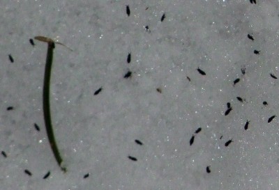 Zobrazi� cel� fotku