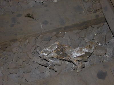 Zobrazi� cel� fotku