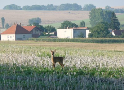 Zobrazi� cel� fotku